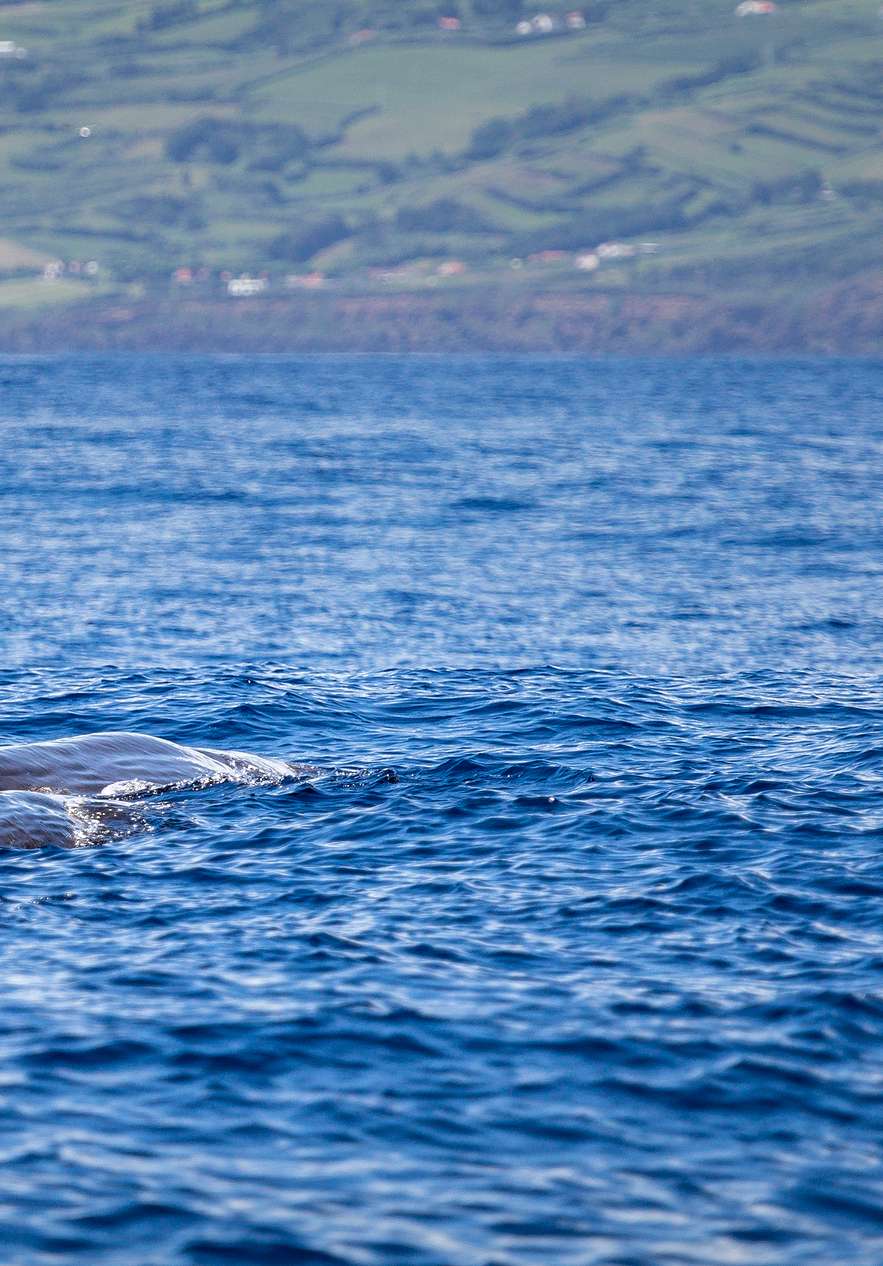 Dos ballenas nadando lado a lado en aguas cristalinas de Azores, con costa verde y montañosa al fondo