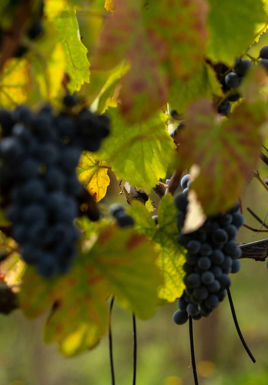 Racimo de uvas tintas colgando de una parra, con hojas verdes desenfocadas en el fondo