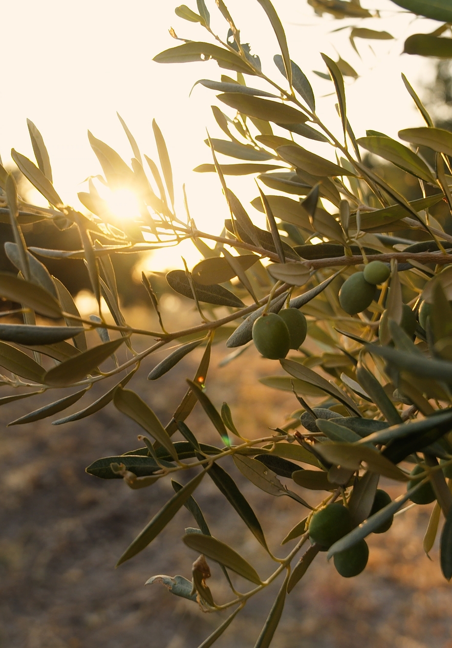 Árvore oliveira com várias azeitonas nos ramos da árvore, com o pôr do sol por trás a iluminar os campos do Alentejo