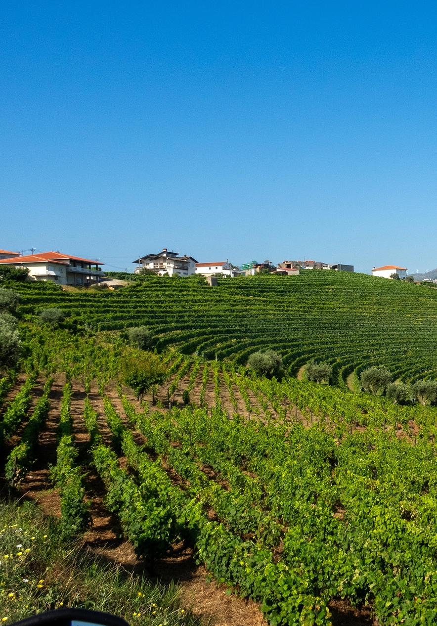 Paisagem de vinhas em socalcos numa colina, com casas e montanhas ao fundo, sob um céu azul claro