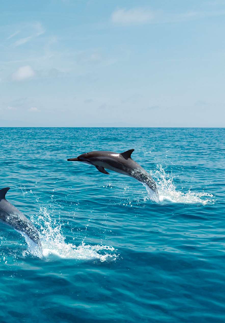 Passeio de barco para observar golfinhos no seu habitat natural, no oceano, perto da costa