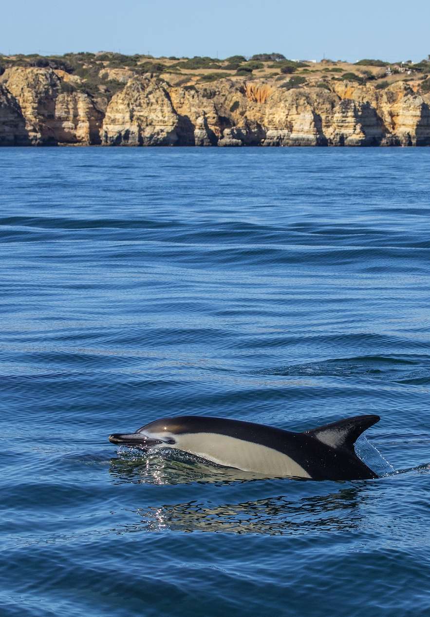 Delfinbeobachtung nahe Pousada Sagres, Hotel Histórico em Sagres, mit ruhigem Meer und Felsen der Algarve