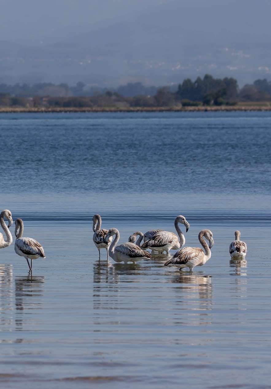 Flamingos im flachen Wasser nahe Pousada Ria - Aveiro, Hotel com Piscina em Aveiro an ruhiger Lagune