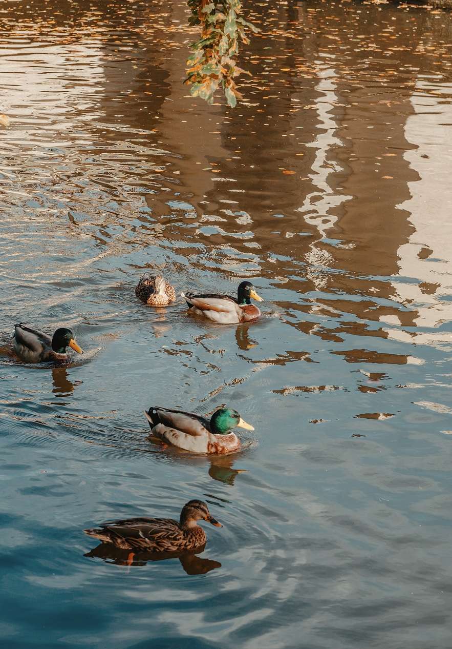 Ducks gliding across a calm lagoon near Pousada Castelo Alvito, Hotel Histórico em Alvito at sunset