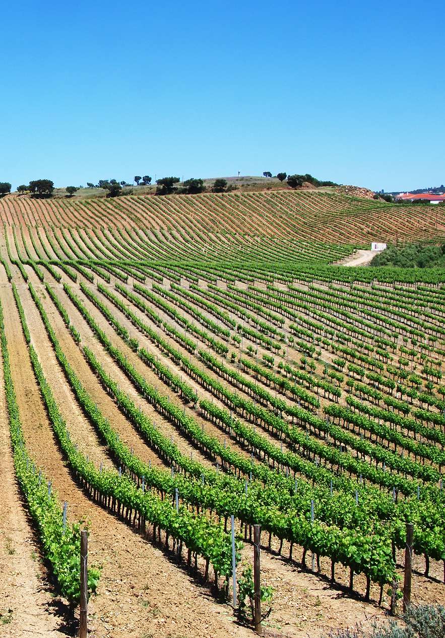 Alentejo vineyards near Pousada Convento Évora, Hotel Histórico em Évora, with sweeping rows of vines