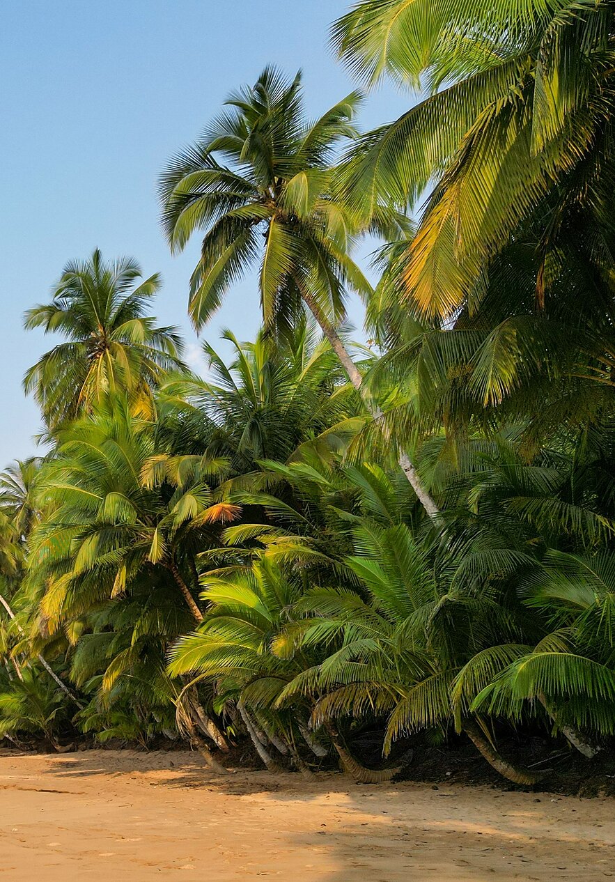Discover São Tomé and Príncipe and relax on golden sand beaches surrounded by lush vegetation.