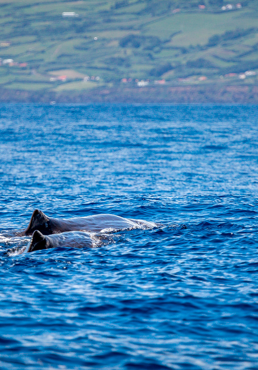 Avistamiento de ballenas cerca de Pestana Bahia Praia, Hotel 4 Estrelas nos Açores, con cetáceos en mar azul