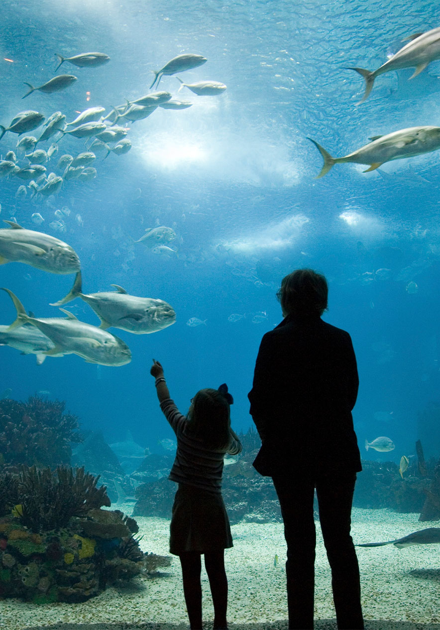 Visitantes observan tiburones en el Oceanario cerca de Pousada Lisboa Praça do Comércio Hotel Histórico na Baixa de Lisboa