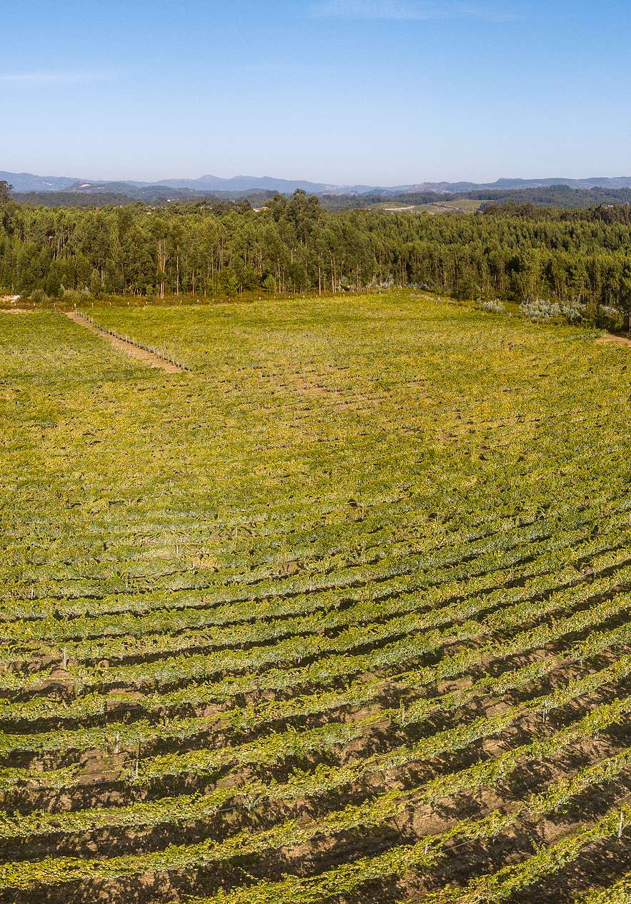 Viñedos del norte de Portugal cerca de Pousada Viana do Castelo, Hotel no Monte de Santa Luzia con hileras verdes