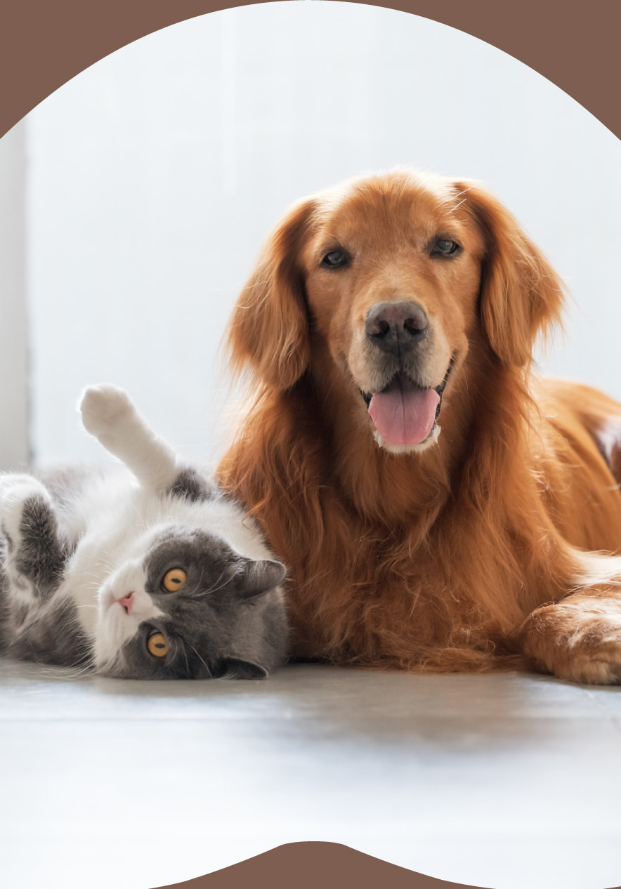 Perro golden retriever junto a un gato gris y blanco descansando sobre un suelo claro en interior luminoso