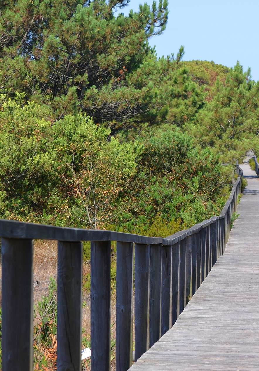 Houten wandelpad tussen dennen en struiken nabij Pousada Ria - Aveiro, Hotel de Charme em Aveiro aan de kust