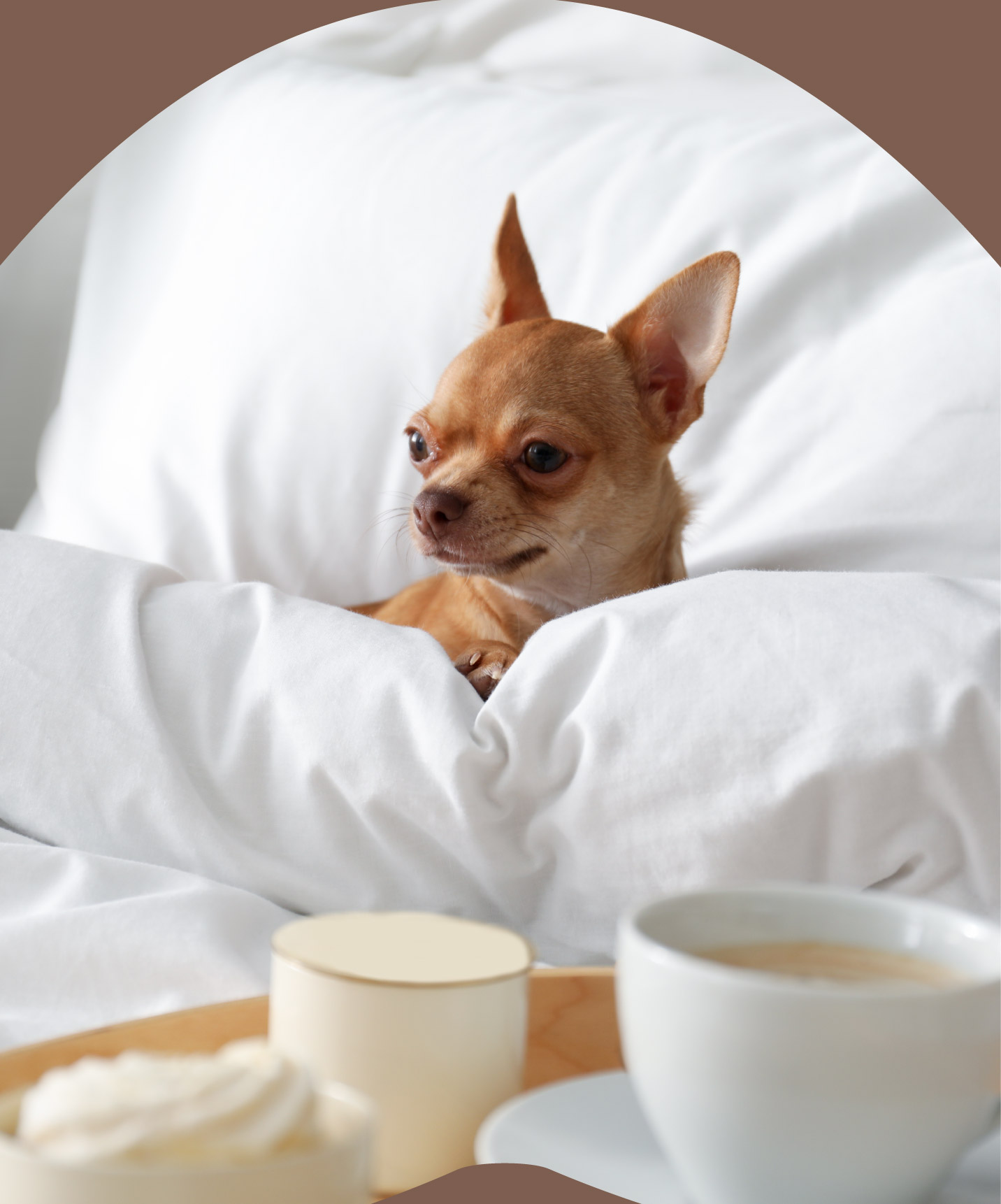 Pousadas de Portugal hotel com pequeno cão castanho aconchegado entre lençóis brancos junto a chávena de café