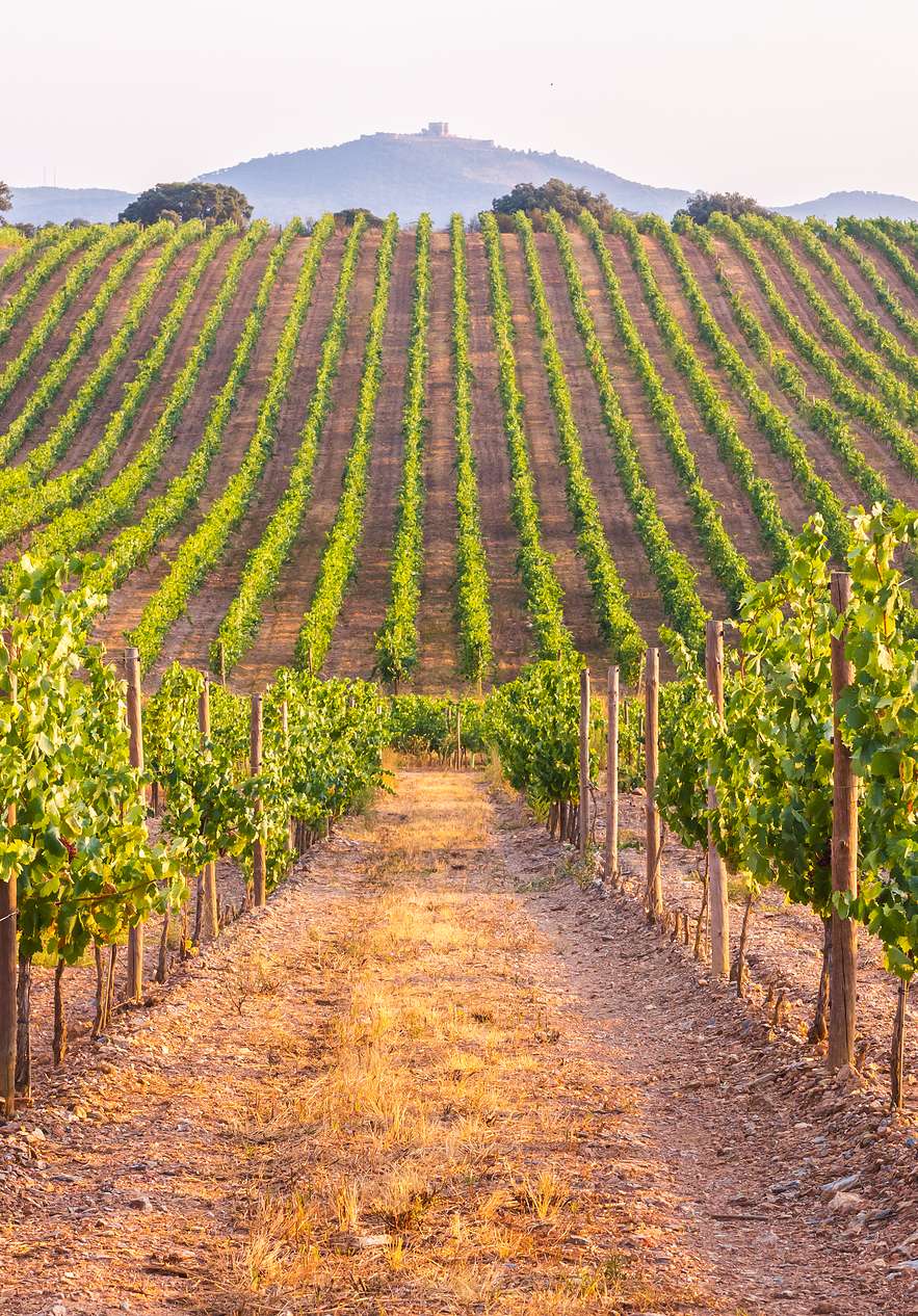 Landschaft mit Weinbergen, grünen Blättern und einem Schloss im Hintergrund in der Adega Vila Santa