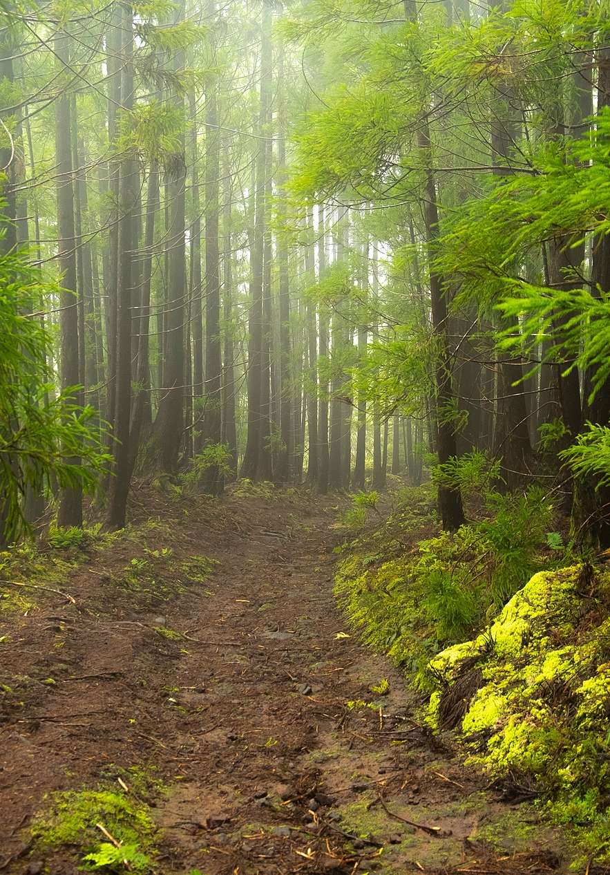 Enger, gewundener Pfad in einem dichten Wald mit hohen Bäumen, umhüllt von sanften Nebel