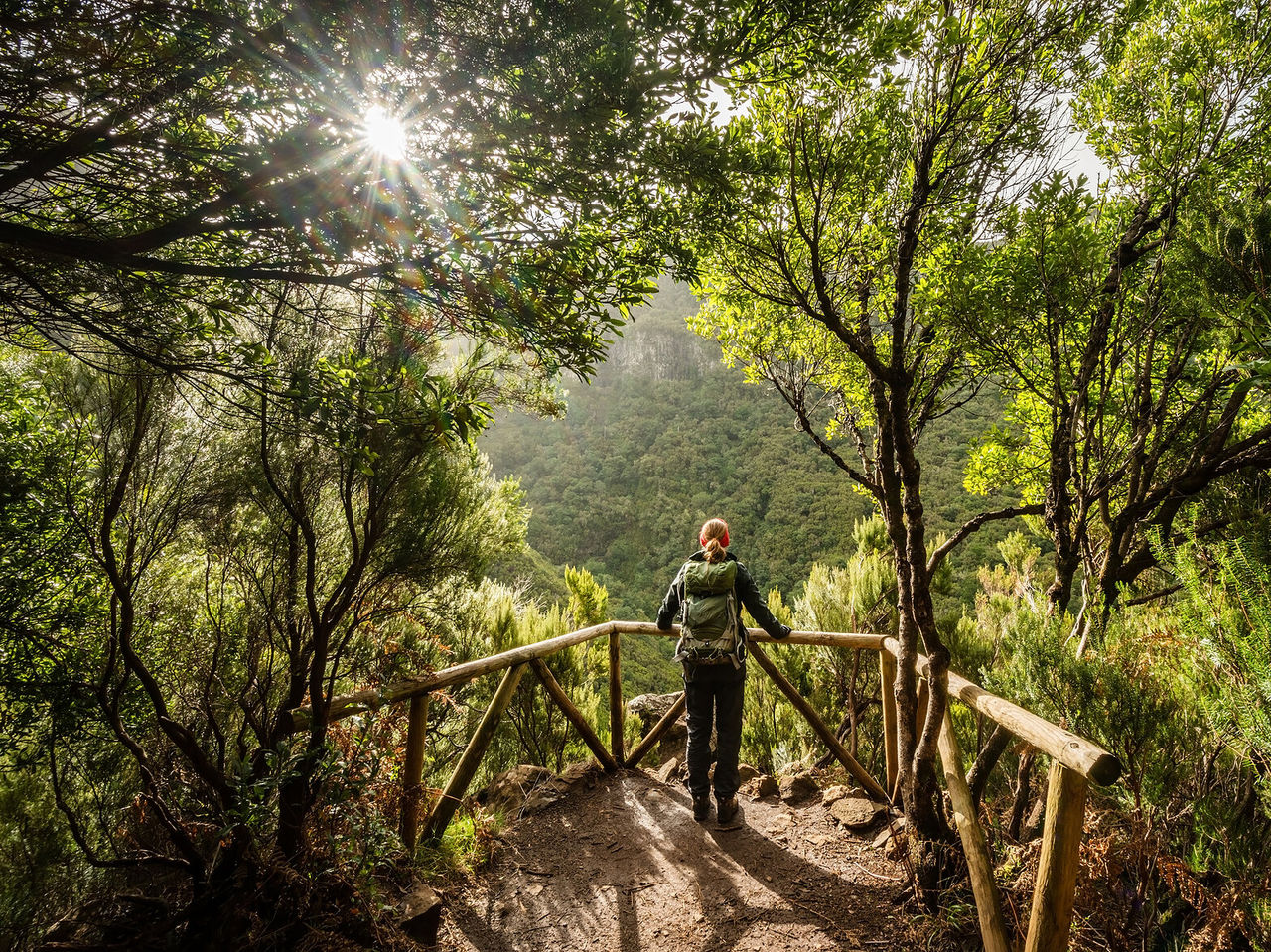 Erkunden Sie die Natur der Insel Madeira, wo Sie Levadas durch dichte Vegetation wandern können