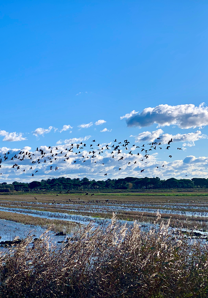 Stay at Pousada Castelo Alcácer do Sal and discover the natural beauty of the Sado estuary