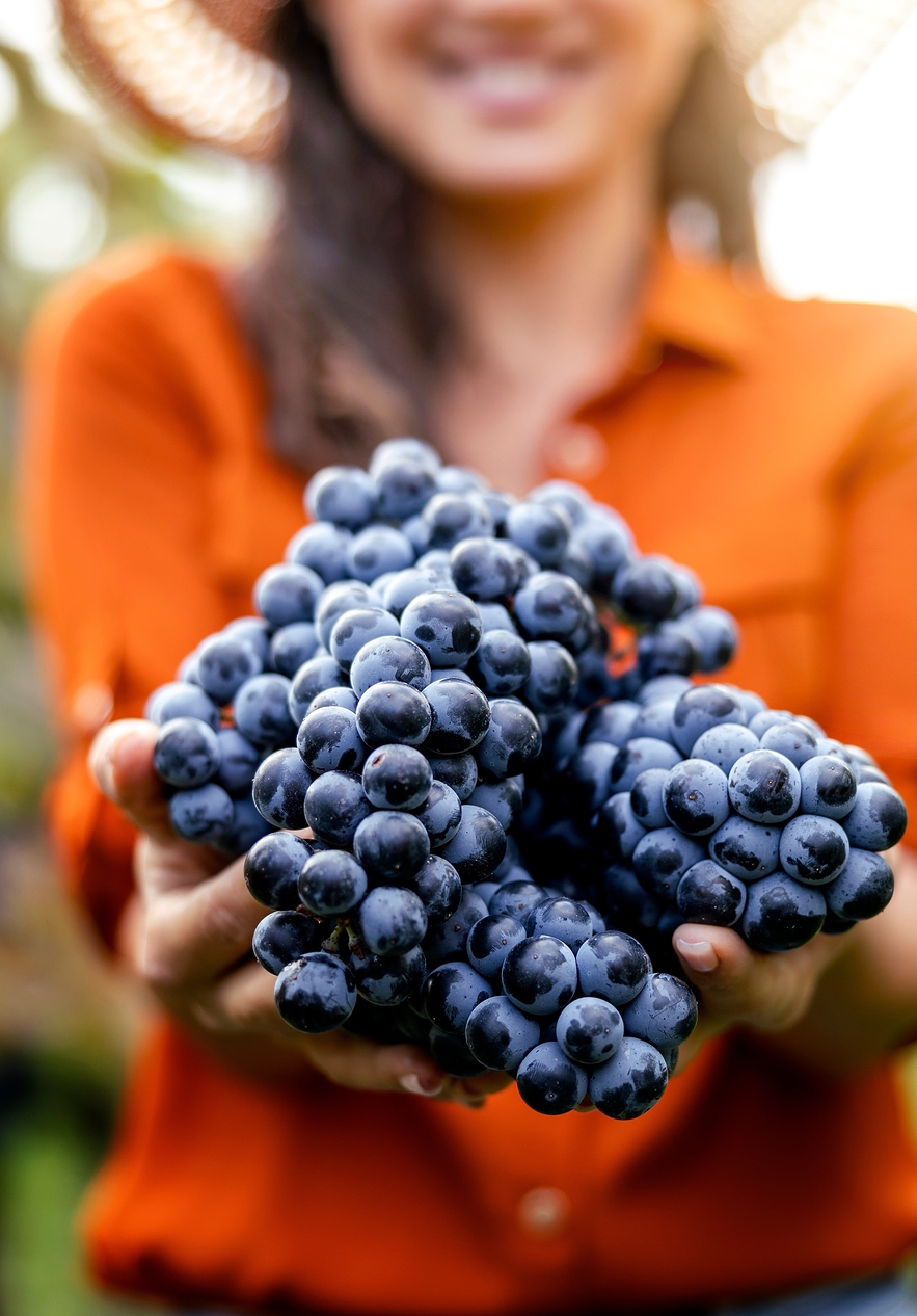 Bunch of red grapes held by a lady holding it blurred in the background