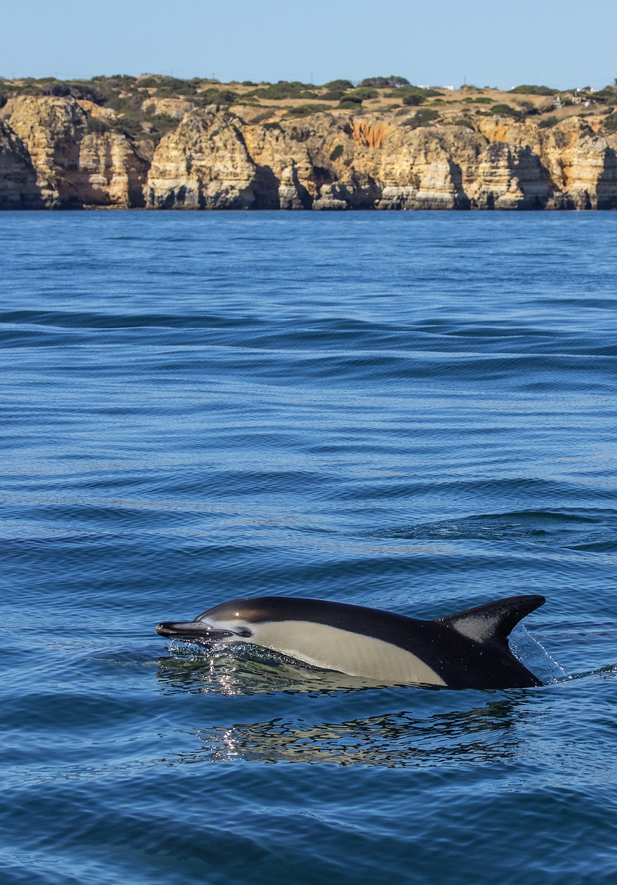 Stay at Pousada Sagres and take a boat ride to see dolphins in their natural habitat near the coast