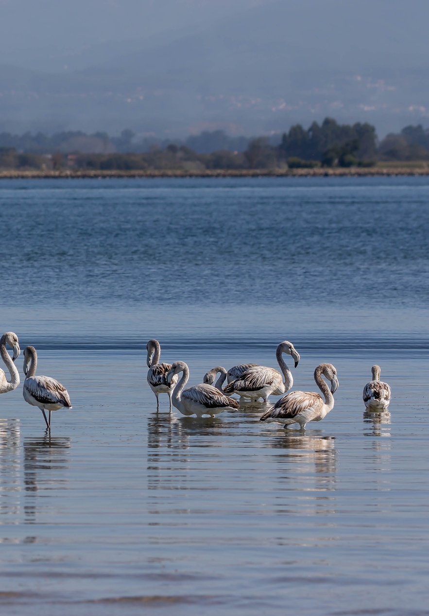 Aveiro ria with small birds by the ria on a sunny day with little wind