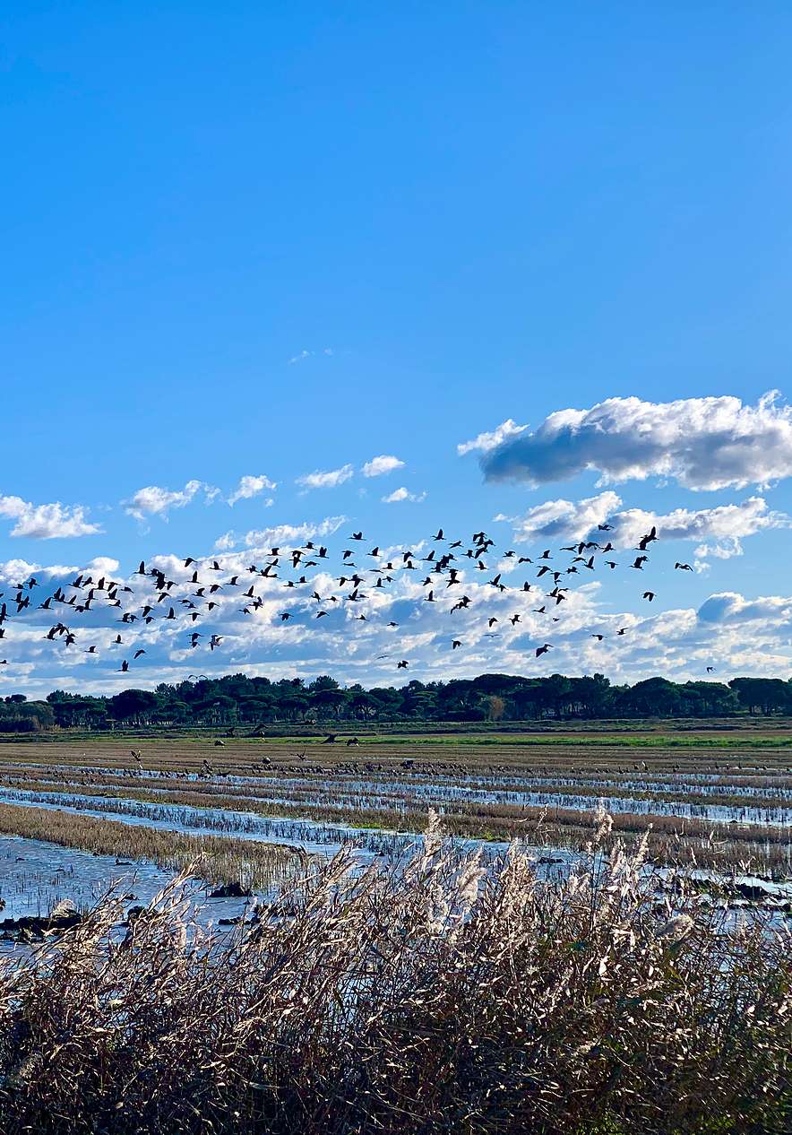 Sado estuary with a flock of birds flying in the sky above a flooded field with water reflecting the blue sky