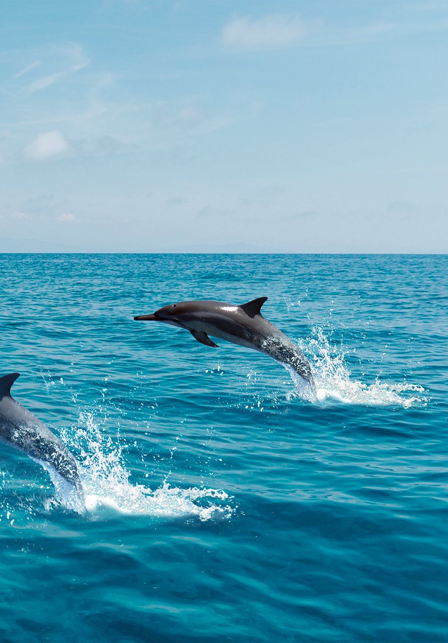 Boat ride to observe dolphins in their natural habitat in the ocean near the coast