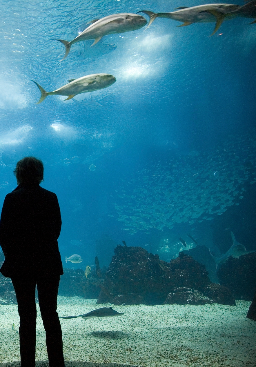 Grandmother and granddaughter observing several fish in an aquarium at the Lisbon Oceanarium
