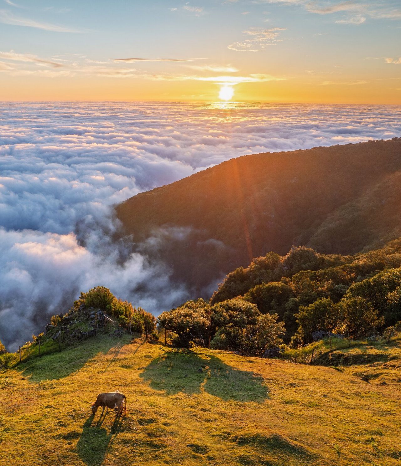 Sunset above the clouds, with a dense layer of clouds, and a cow grazing by the cliff
