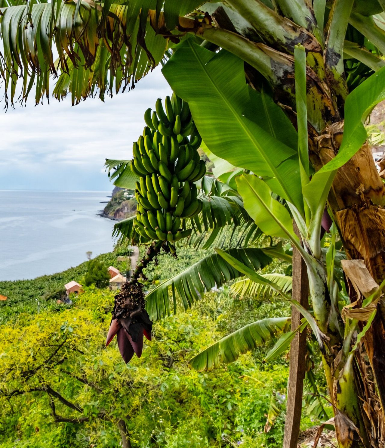 Banana tree amidst vegetation on Madeira Island, with a view of the sea