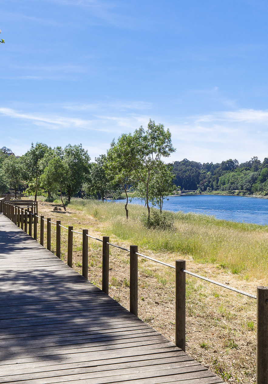 Wooden walkway along the Minho river in a natural park in Valença with surrounding vegetation and some trees