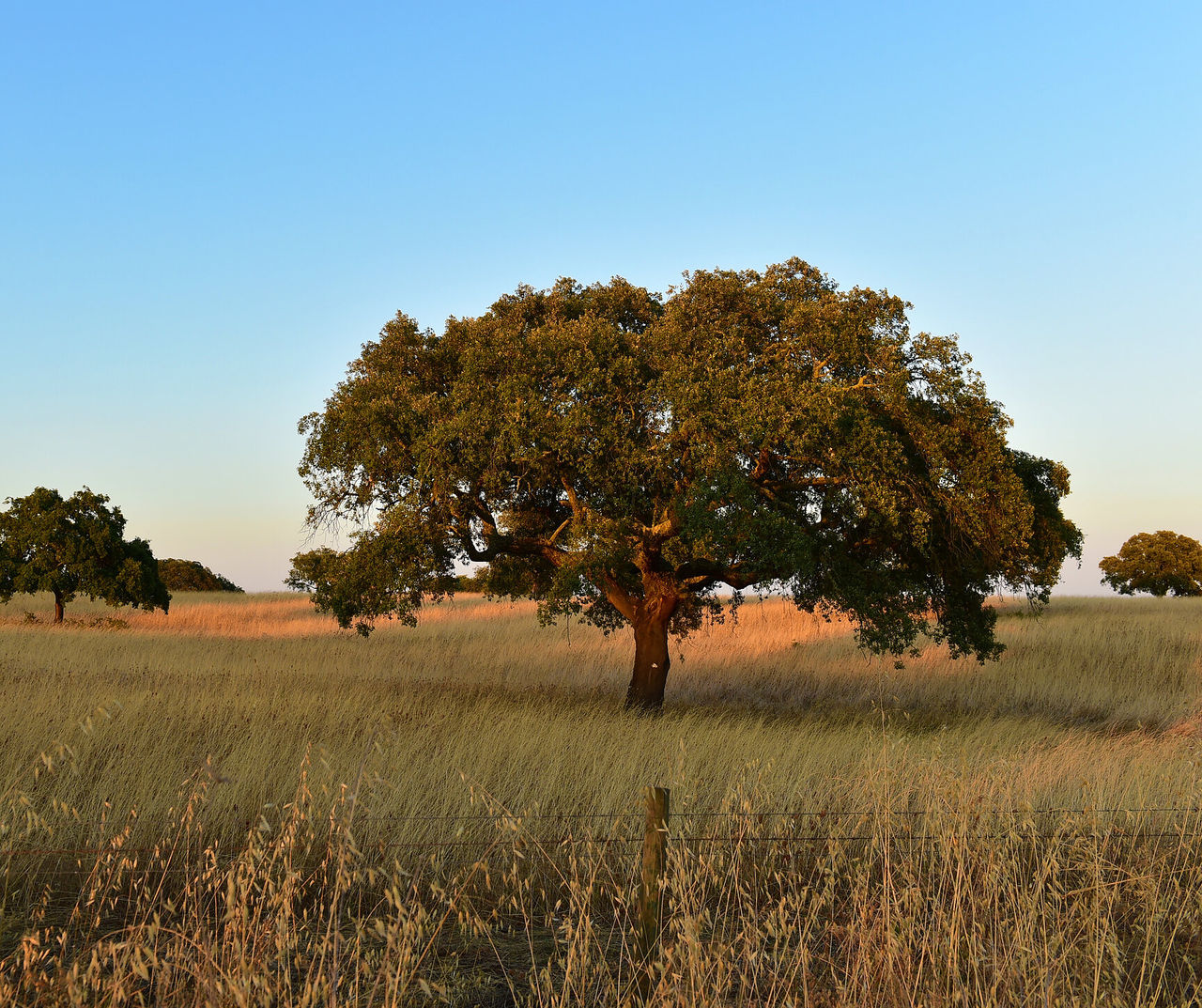 Hotel en Alentejo con vistas a un árbol solitario sobre campos dorados bajo un cielo despejado al atardecer