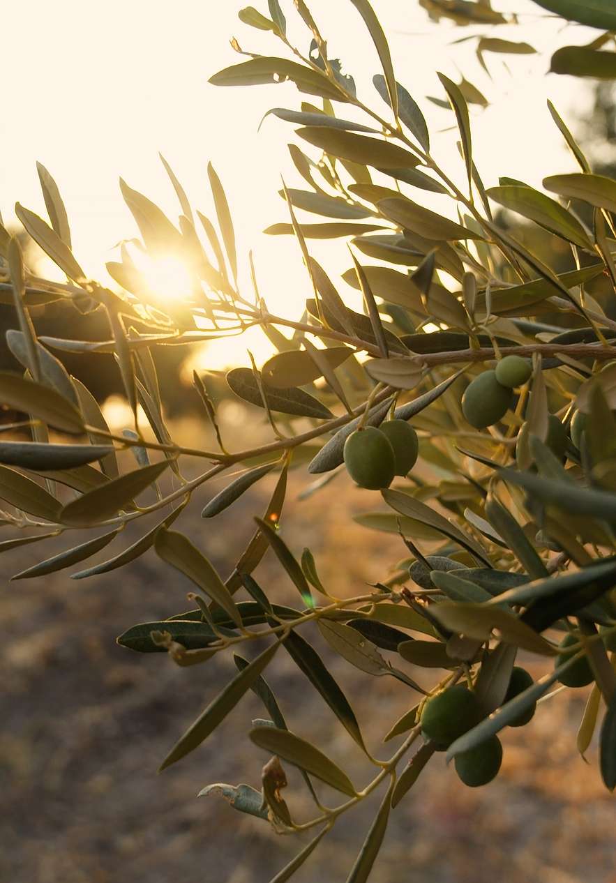Olivier avec plusieurs olives sur ses branches, éclairé par le coucher de soleil sur les champs de l'Alentejo