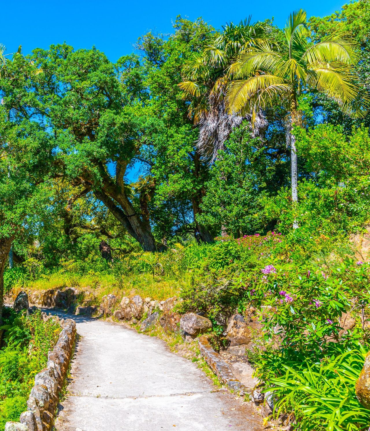 Chemin de pierre à Lisbonne, entouré de végétation, de palmiers, de fleurs et d'arbres, idéal pour une promenade