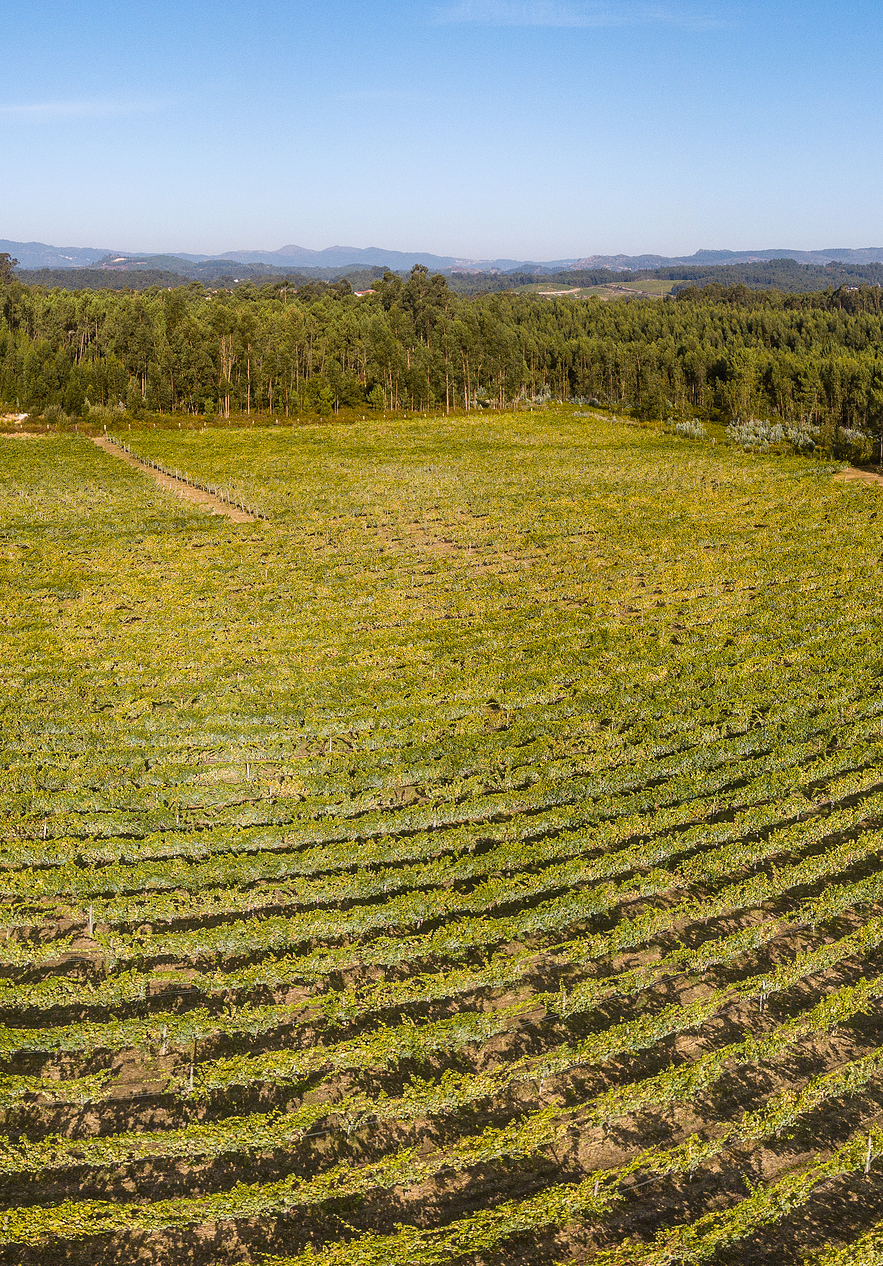 Champ de vignes à Viana do Castelo, entouré de plusieurs arbres