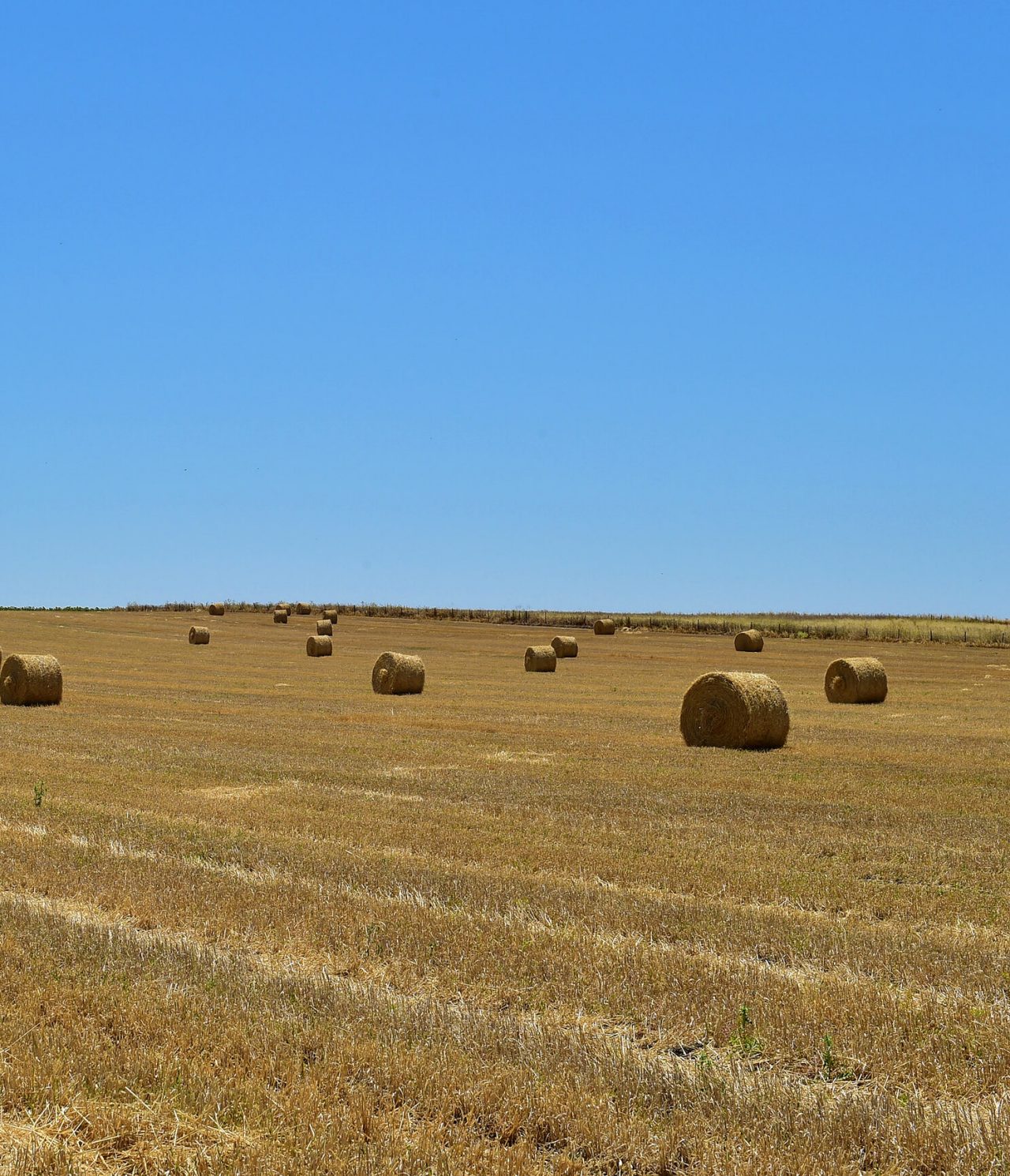 Landelijk landschap van een veld met hooibalen in de regio Alentejo, onder een blauwe lucht