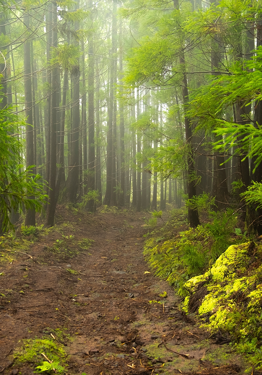 Trilha estreita e sinuosa numa floresta densa, com árvores altas, envolvida num nevoeiro suave