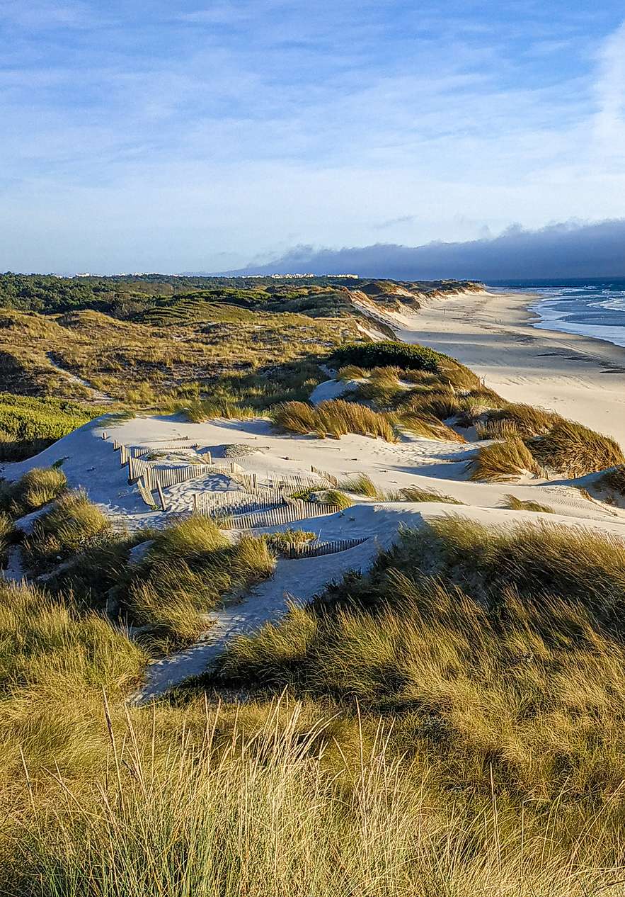 Dunas douradas e cobertas de vegetação na Praia do Cabedelo, em Viana do Castelo, com o mar à direita
