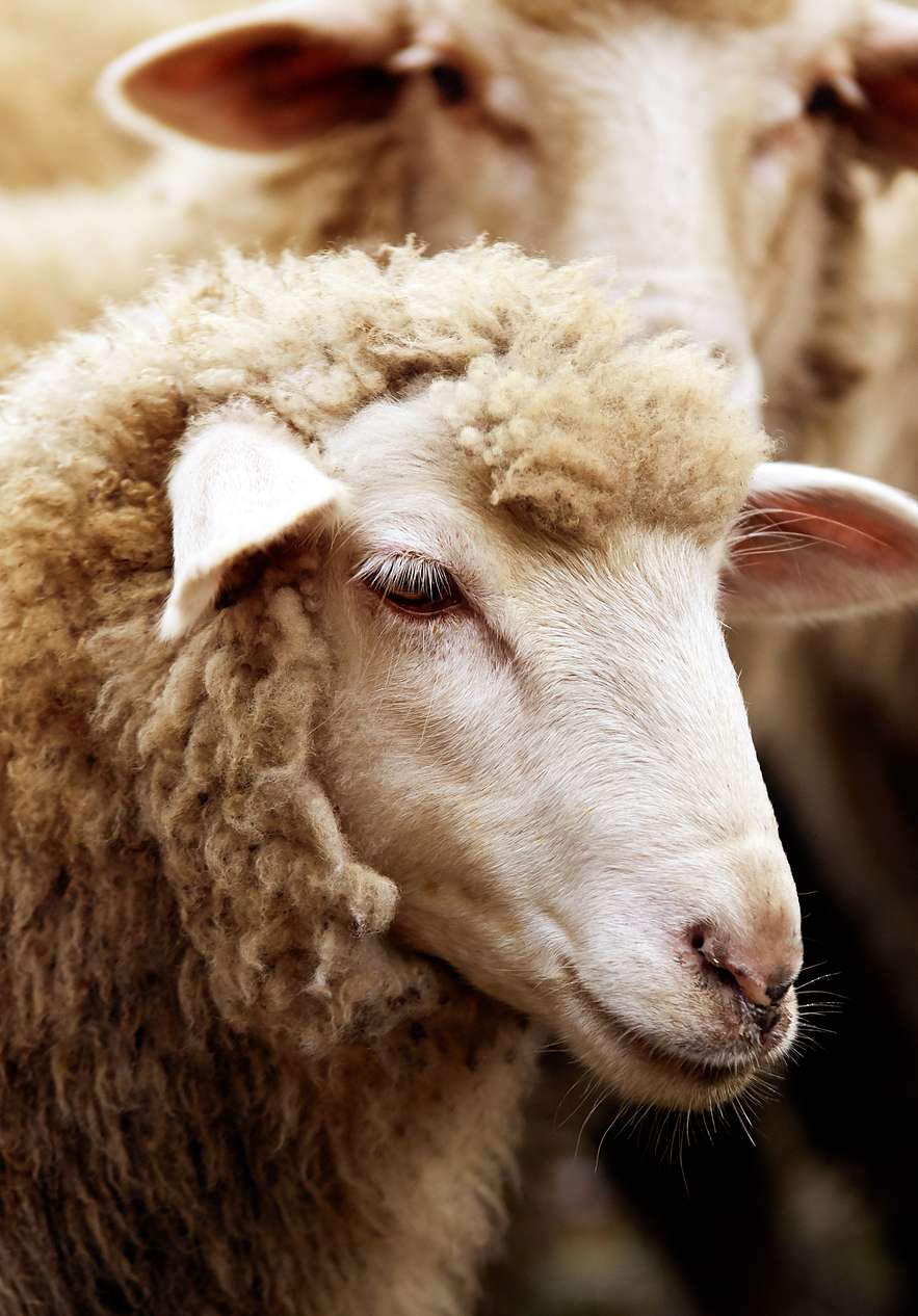 Face of a sheep with a lot of wool behind other sheep in a flock