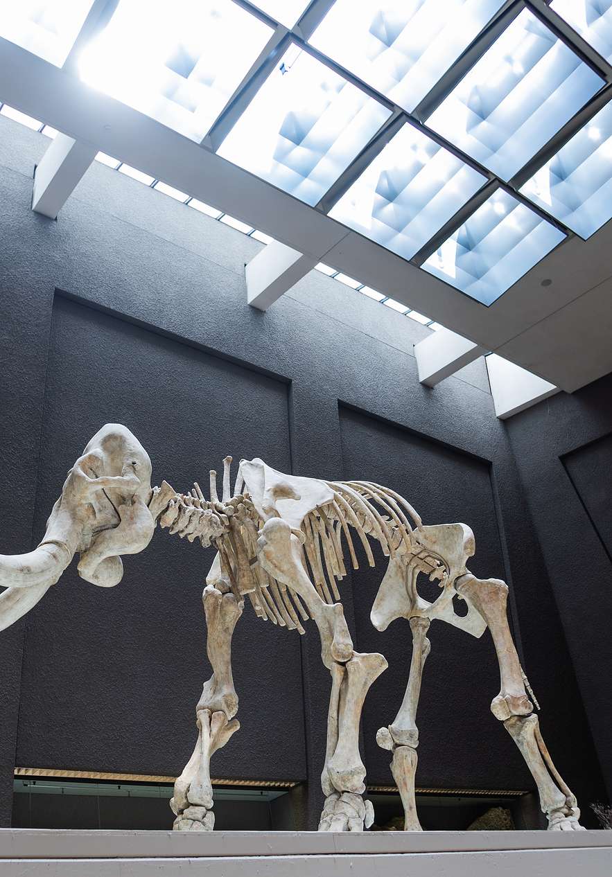 Mammoth skeleton at the Estremoz Science Center under a glass ceiling and black walls