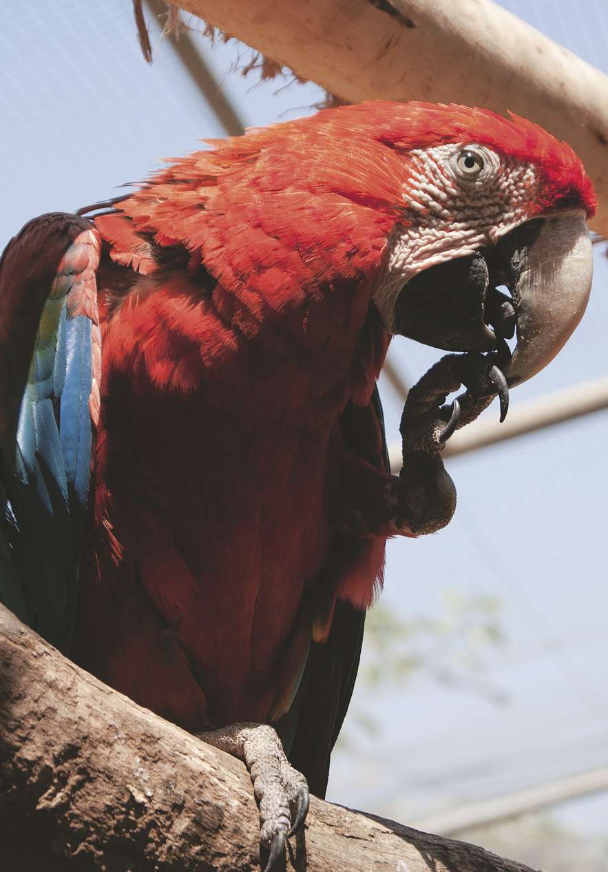 Stay at Pousada Sagres and visit the Lagos zoo where you can discover various species like parrots