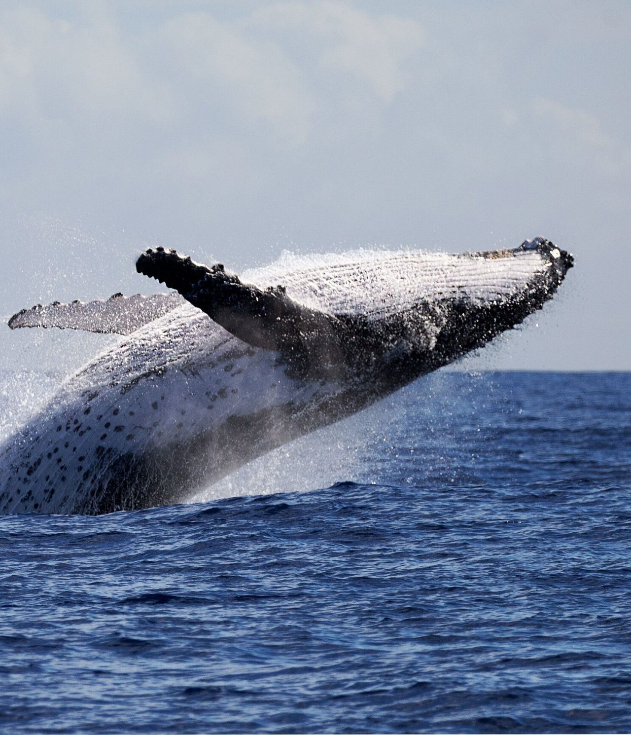 Humpback whale jumping out of the water, with fins stretched, against a blue background and rough sea